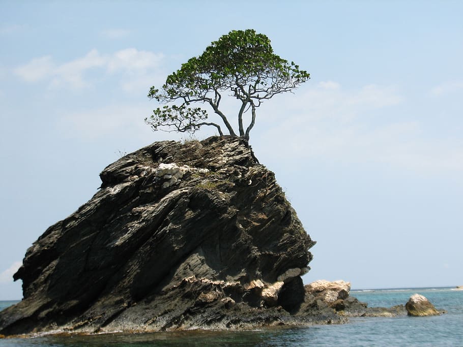tree, alone, rock, sea, blue sky, growth, peaceful, lonely, nature, sky
