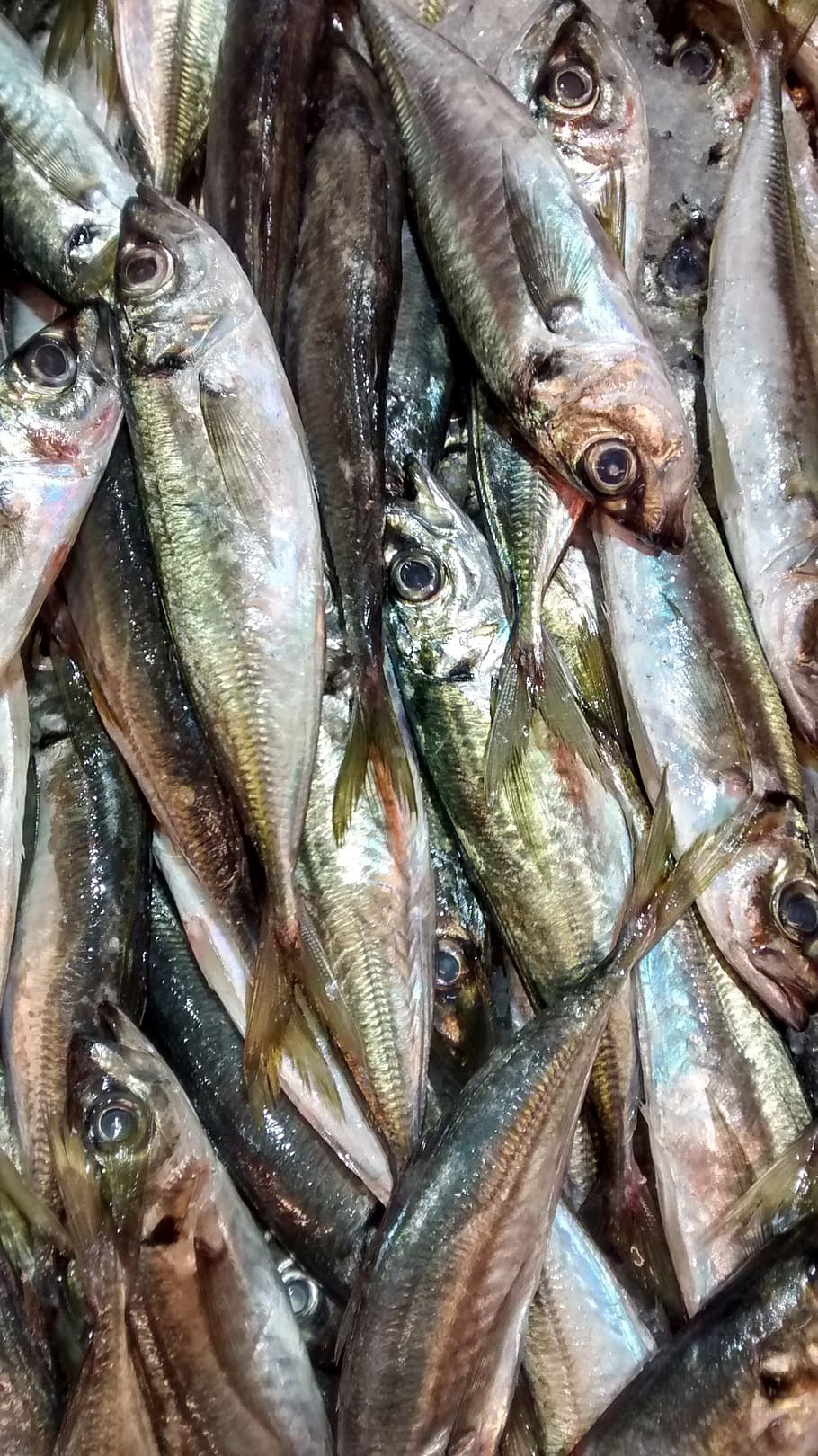 fish, horse mackerel, sea, fish shop, seafood, food and drink, freshness, food, for sale, vertebrate