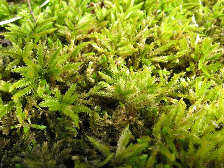 Mosses, Green, Plants, Leaves, green, plants, thick, close up, macro, growths, growing