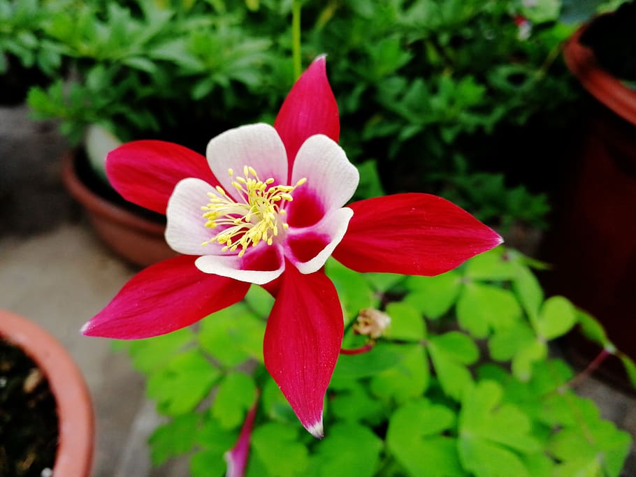 columbine dish, flower, plant, potted plants, red flowers, flowering plant, petal, growth, beauty in nature, freshness