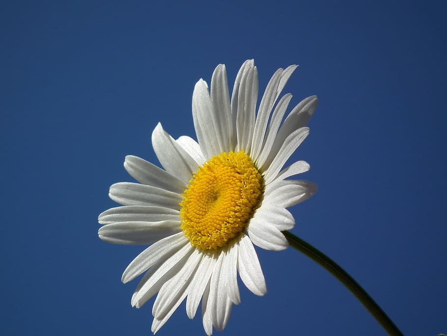 selective, focus photography, daisy flower, Flower, Daisy, White, Day, Sky, flowers, june