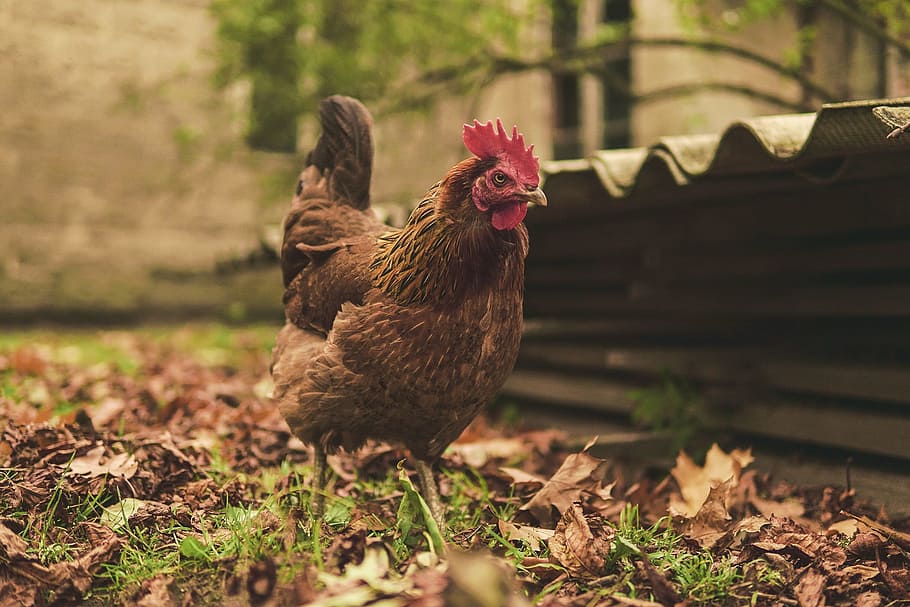 shallow, focus photography, brown, rooster, the hen, eggs, poultry, bird, nature, pen