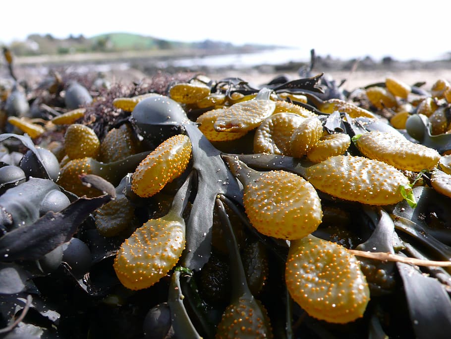 kelp, seaweed, sea, beach, coast, nature, close-up, water, focus on foreground, day