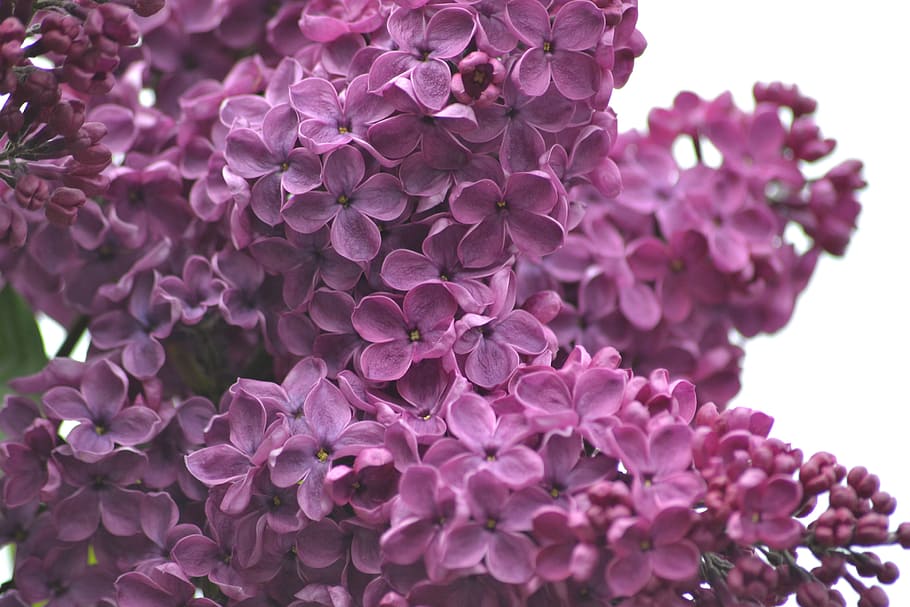 lilas moradas, lilas, primavera, mayo, flores, planta floreciente, flor,  frescura, planta, vulnerabilidad | Pxfuel