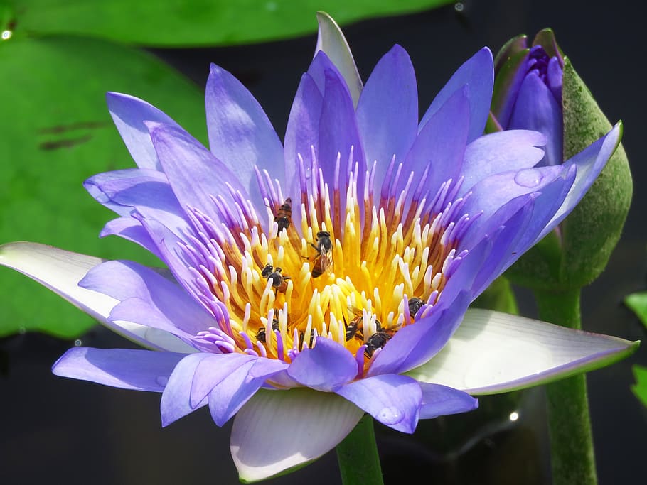 close, purple, petaled flower, close up, flower, lilly, honeybee, nature, water Lily, lotus Water Lily