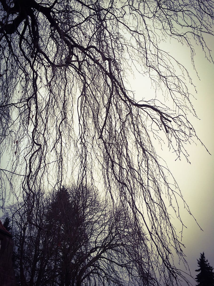 black trees, weeping willow, kahl, tree, plant, blätterlos, nature, aesthetic, pasture, autumn