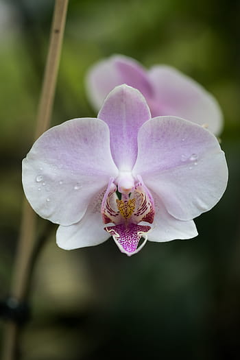 Página 14 | Fotos orquídeas naturaleza libres de regalías | Pxfuel