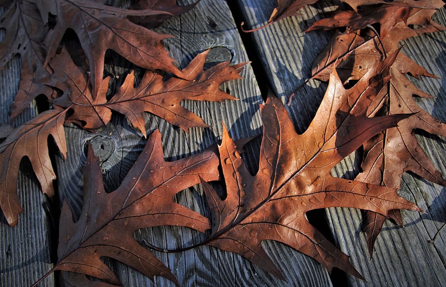 autumn mood, lived, autumn, leaf, pattern, november, wind, the backlight, dry leaves, seasonal