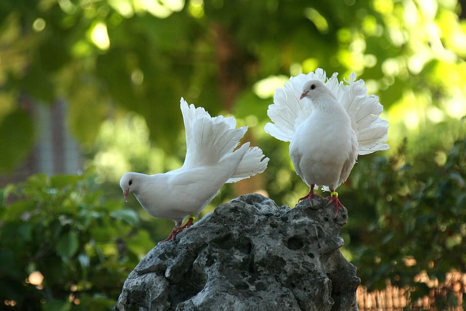 2, 白, ハト, 立っている, 岩, 鳩のクリパバ, 鳥, 緑, 動物のテーマ, 白い色