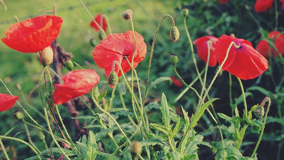red, poppies, flowers, garden, growth, plant, flower, flowering plant, beauty in nature, freshness