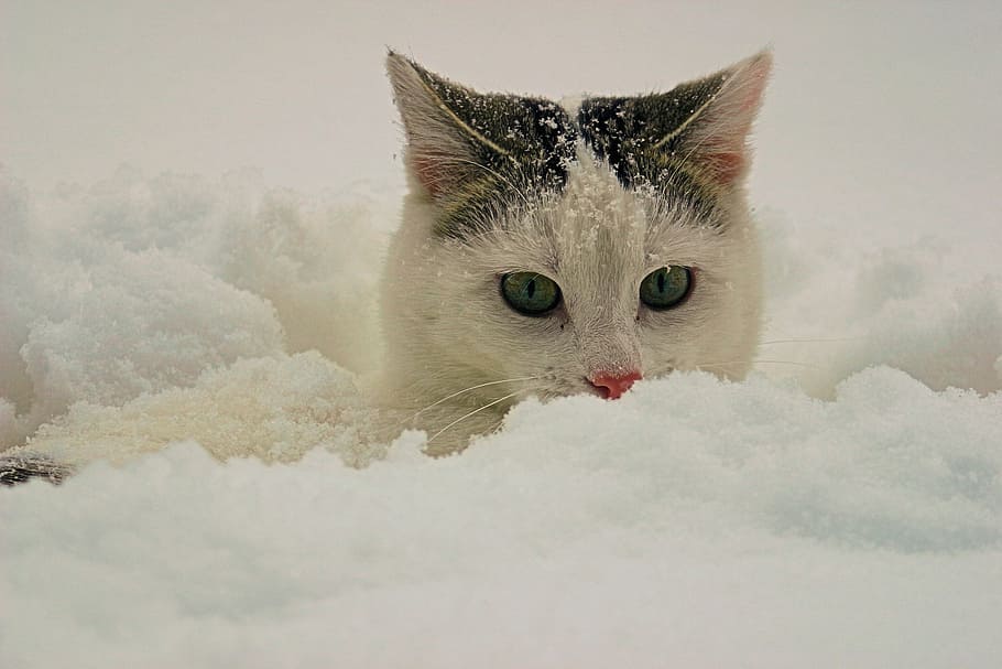 cat, snow, animals, powder snow, pets, domestic Cat, animal, cute, fur, feline