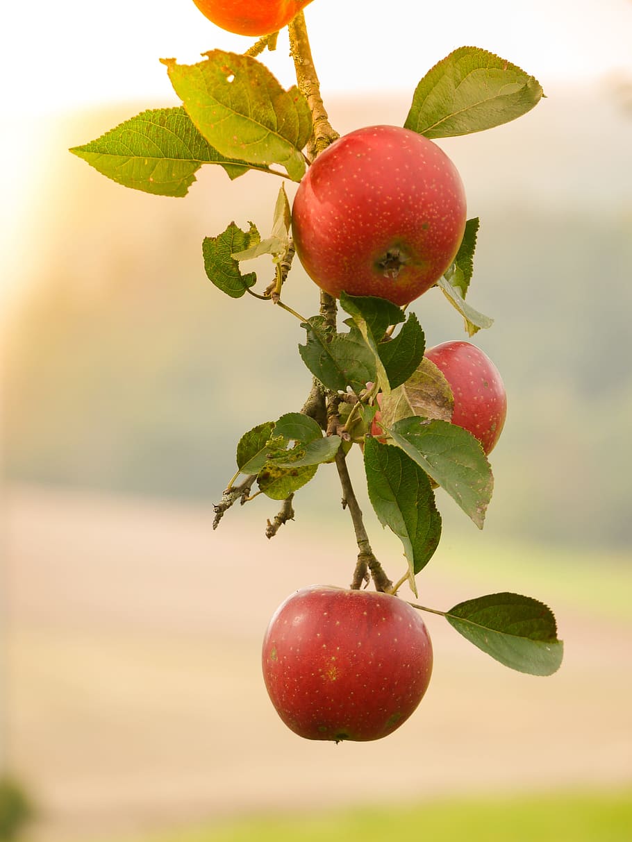 selektif, fotografi fokus, merah, apel, musim gugur, awal musim gugur, daun, pohon apel, cabang, coklat