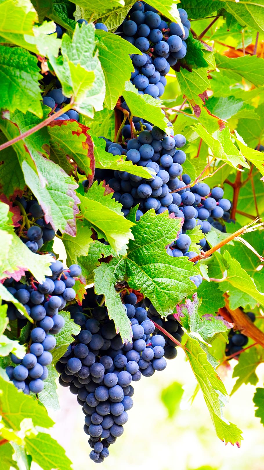 uvas, vino, maduras, vitivinícola, fruta, vid, vides, comida y bebida, alimentación saludable, comida