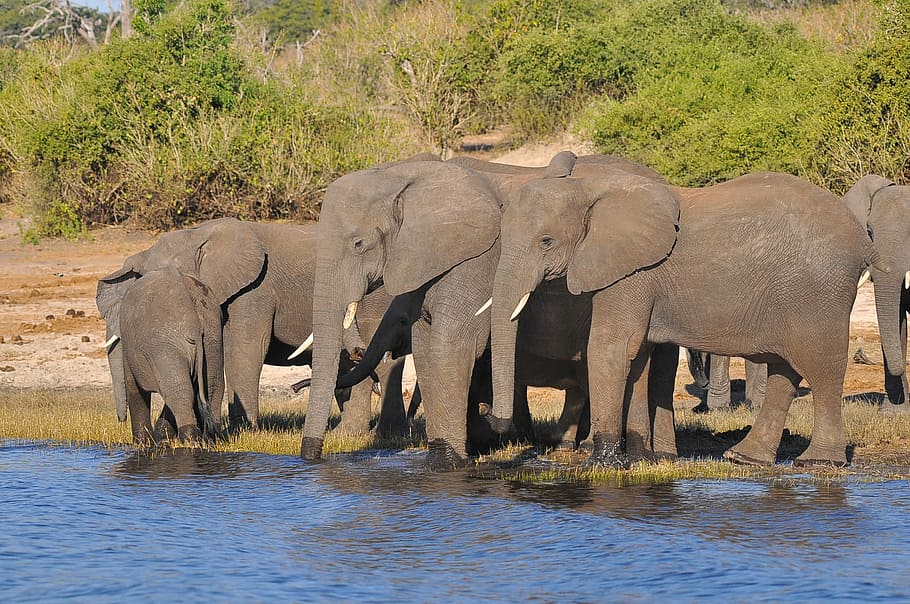 elephant, wildlife, mammal, safari, barbaric, water, nature, animal, ivory, wild