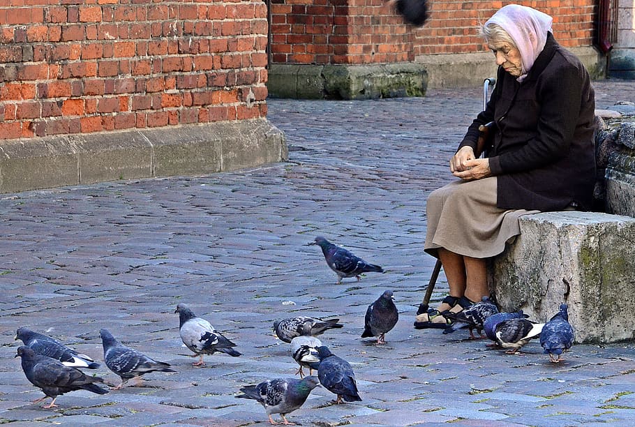 viejo, señora, mujer, alimentación, palomas, riga, letonia, pájaro, una persona, fauna animal
