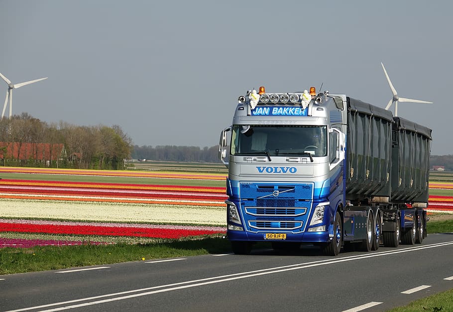 truck, volvo, vehicle, tulips, tulip field, bloembollenveld, holland's flowers, transport, english, transportation