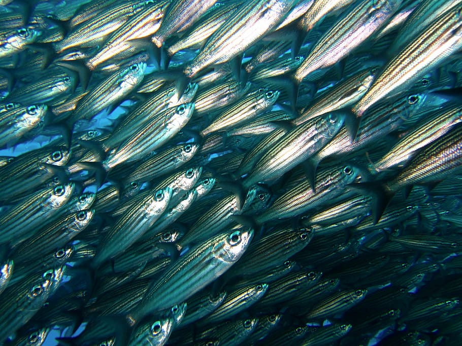 shoal, fish, galapagos, diving, underwater, backgrounds, full frame, large group of objects, pattern, abundance