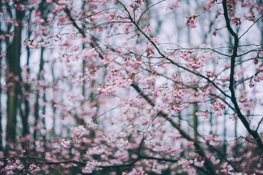 桜, 花, 浅い, 深さ, フィールド, ピンク, 木, 枝, 自然, 植物