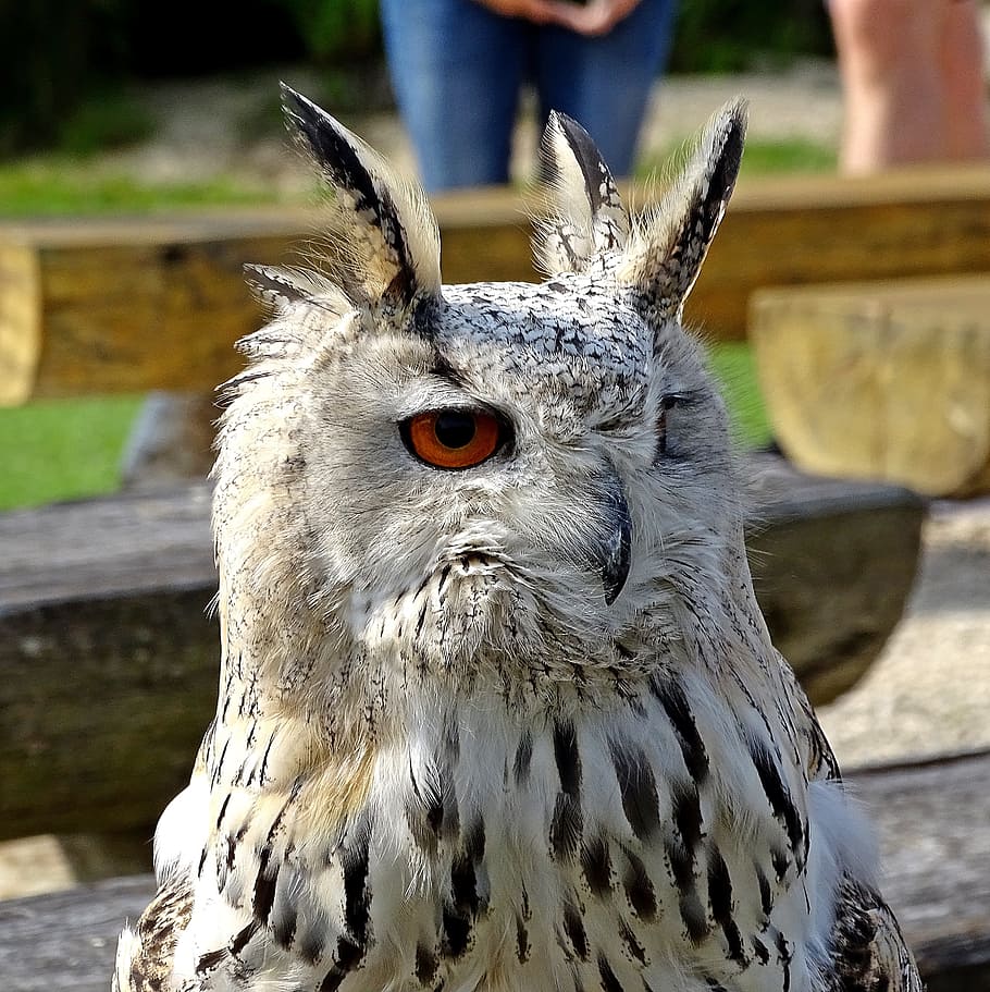 動物園 フォークナー フクロウ 鳥の獲物ショー 鳥 野生動物の写真 猛禽類 法案 自然 動物 Pxfuel