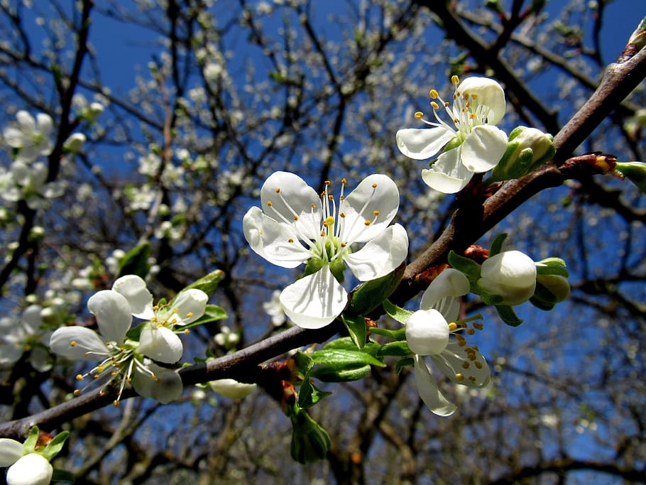 plum, blossom, Plum Blossom, Fruit Tree, fruit tree blossom, nature, springtime, flower, tree, branch