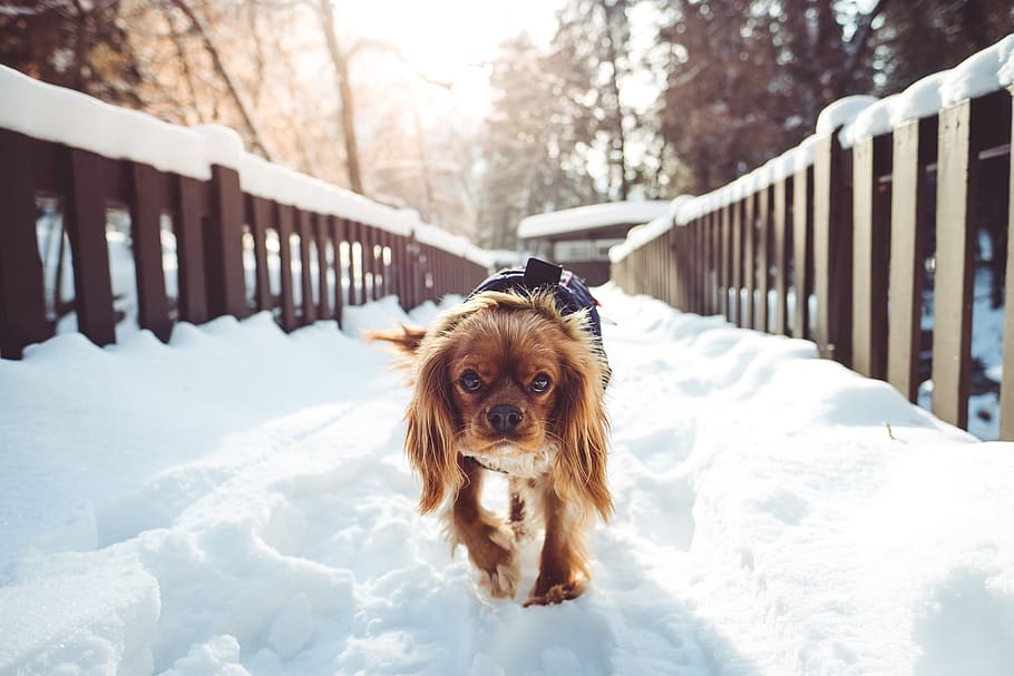 perro, mascota, amigo, nieve, árboles, naturaleza, cerca, frío, hielo, madera