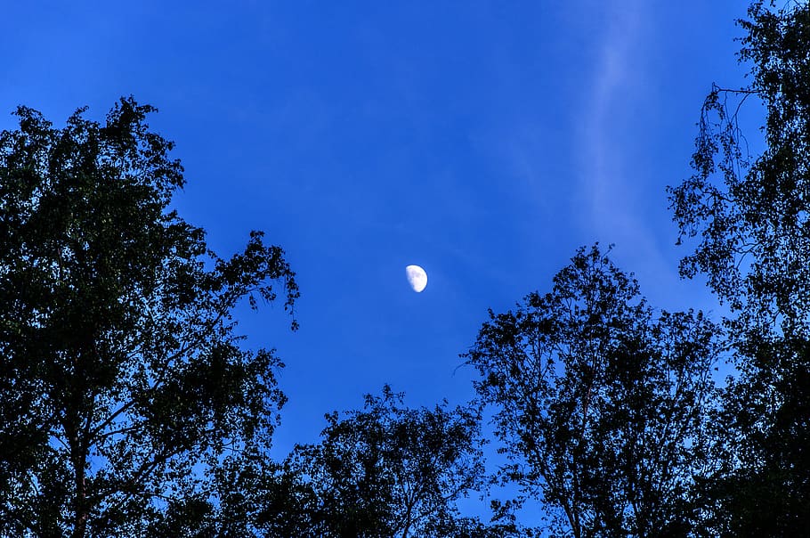 moon, sky, half moon, darkness, lighting, tree, plant, low angle view, beauty in nature, night