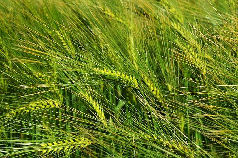 barley, by chaitanya k, grain, wind, in the morning, agriculture, cereals, p, harvest, other cannabinoids
