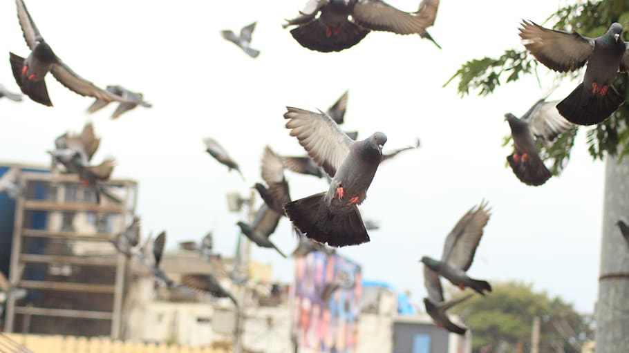 bird, dove, flying, pigeon, wings, nature, feathers, peace, pigeons, dom