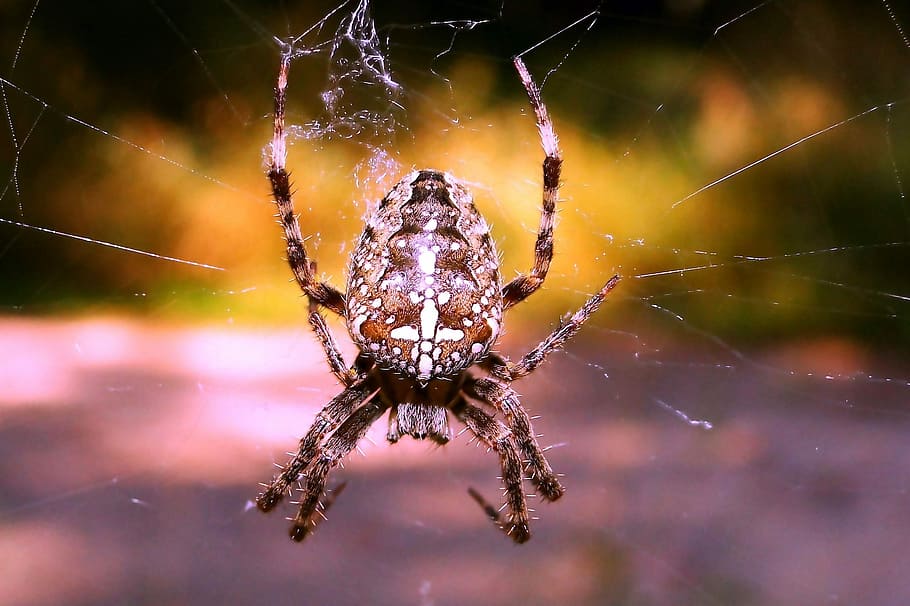 spider, arachnid, spider's web, insect, invertebrates, animals, crusader garden, female, cobweb, at the court of