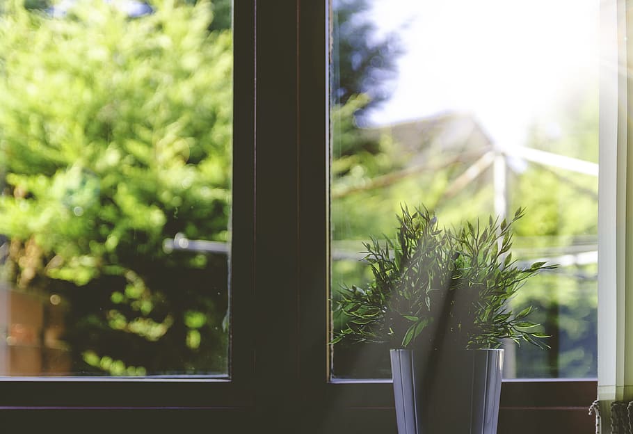 green, leaf plant, white, pot, wooden, framed, glass window, daytime, plant, pot plant