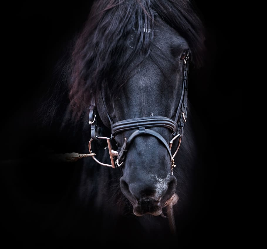 close, black, horse, animal, bridle, stallion, equestrian, equine, beautiful, horse head