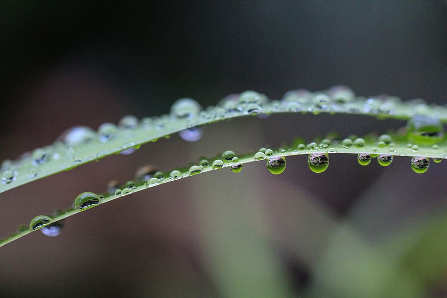 green, leaf, plant, nature, water, drop, raindrop, close-up, green color, beauty in nature