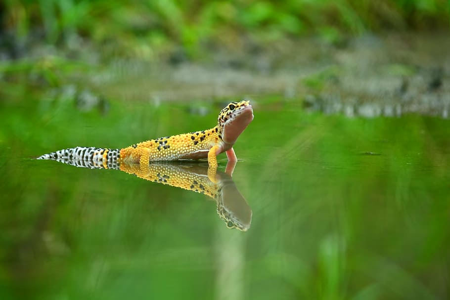 mirror, shadow, gecko, one animal, animals in the wild, animal themes, animal wildlife, reptile, day, green color