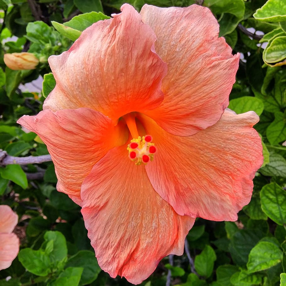 ハイビスカス 花 サンゴ 自然 葉 ハワイ ハワイアン 熱帯 花びら 花の頭 Pxfuel