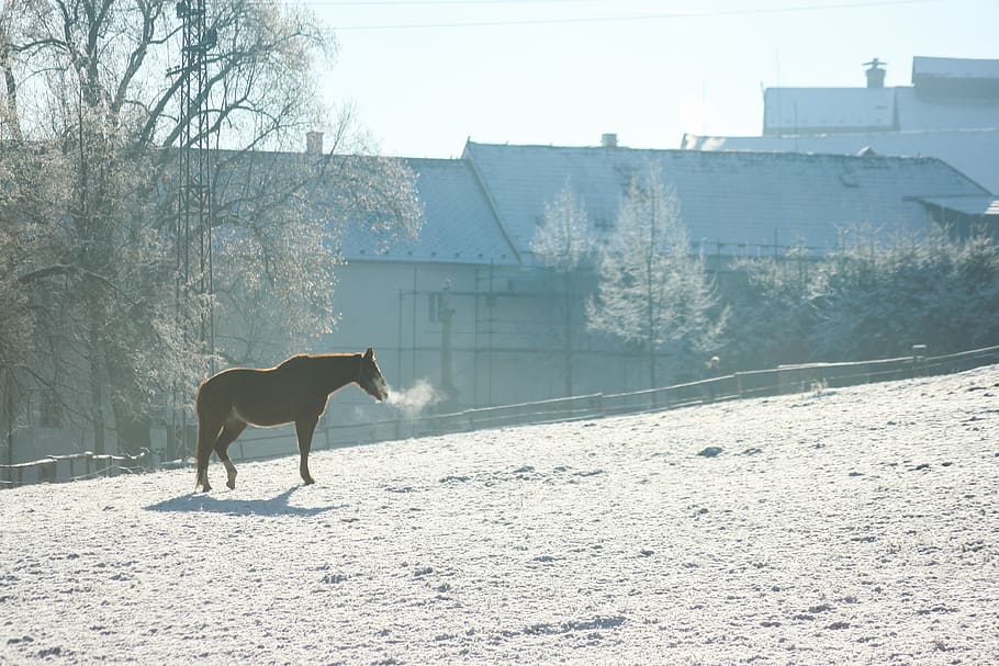 caballo, frío, aliento, salvaje, hielo, estado de ánimo, invernal, gris, cielo, cuentos de hadas