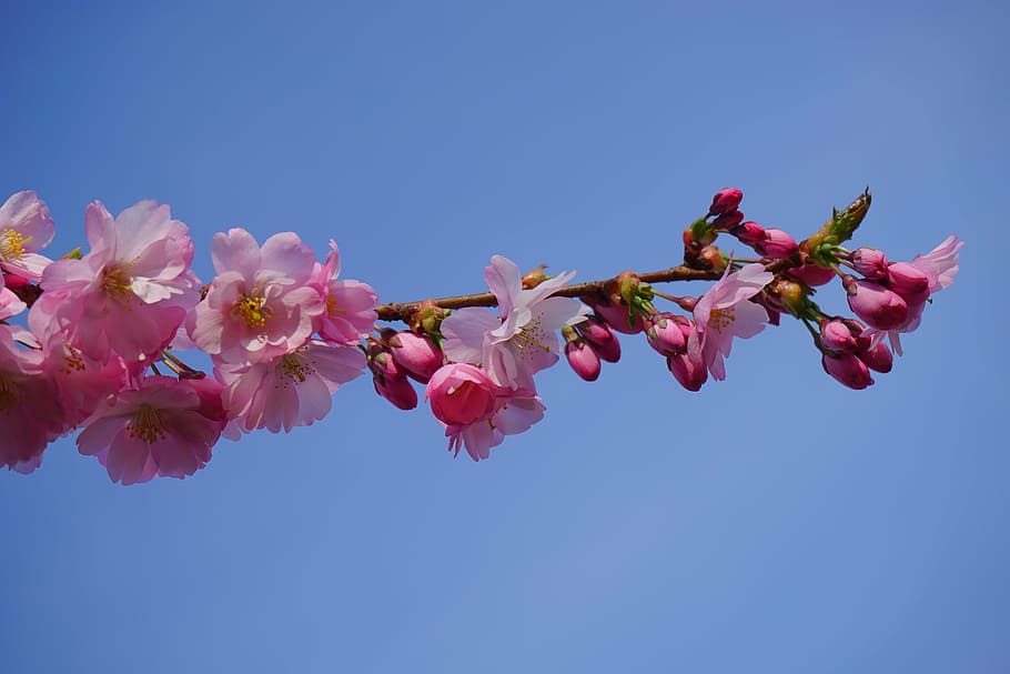cerezos japoneses, flores, rosa, rama, cereza floreciente japonesa, cereza ornamental, cereza japonesa, flor de cerezo, árbol, colorido