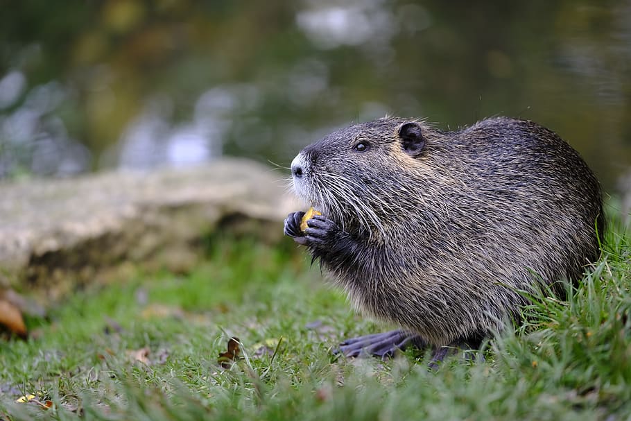 beaver, muskrat, rodent, gnaw, eat, ondatra zibethicus, animal wildlife, animal themes, animal, one animal