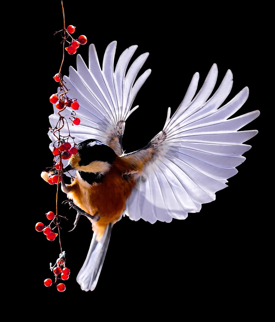 brown chickadee, tit, bird, fly, berries, rowanberries, feed, wing, acrobat, feather