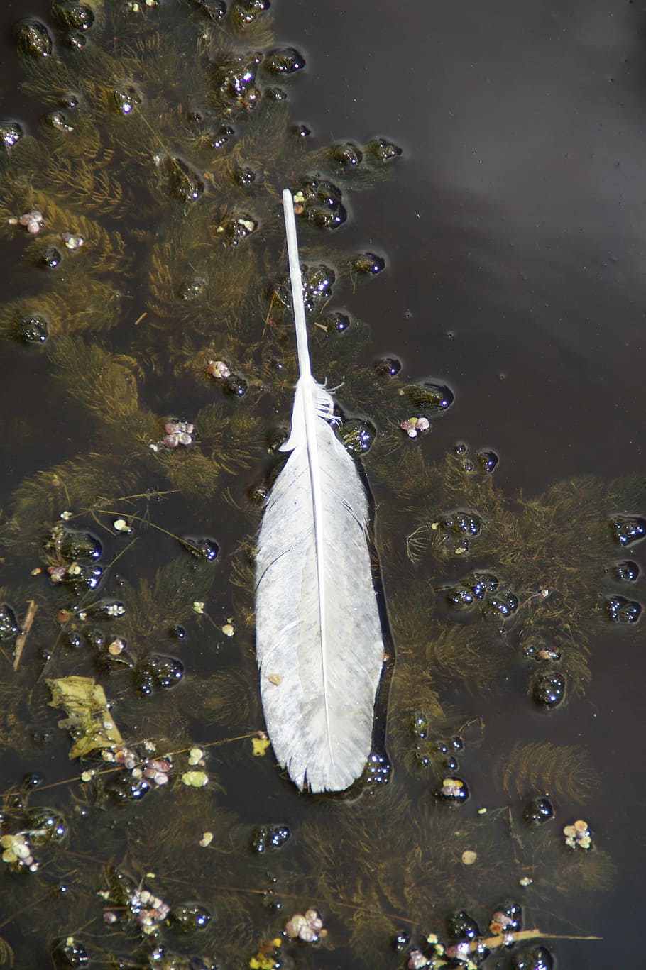 水 水生植物 春 白鳥の羽 泳ぐ 失われた 失敗 池 湖 純粋に Pxfuel