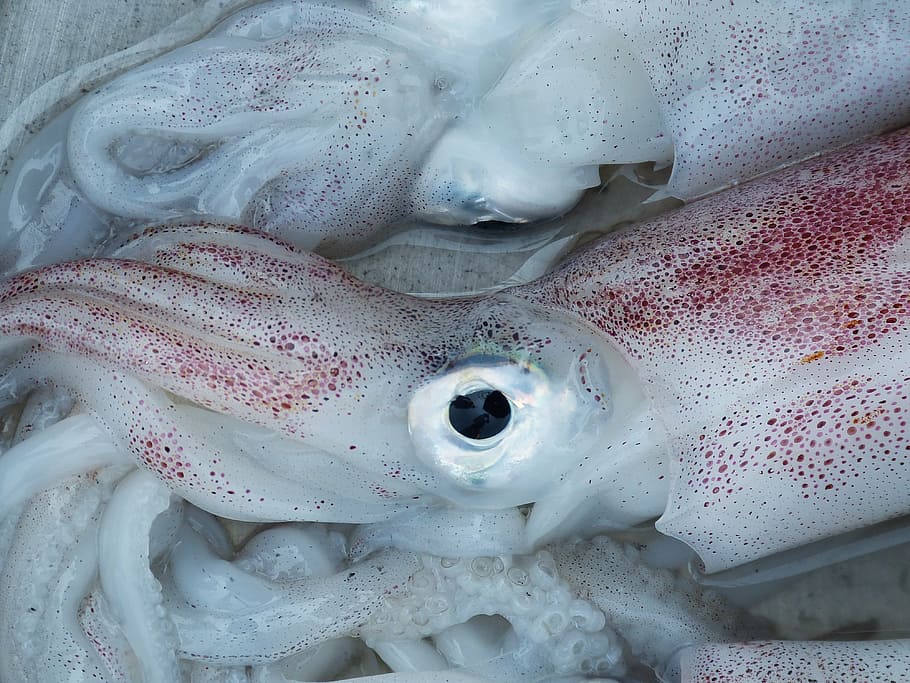 raw squids, squid, octopus, eye, seafood, fischer, eat, food, meal, market