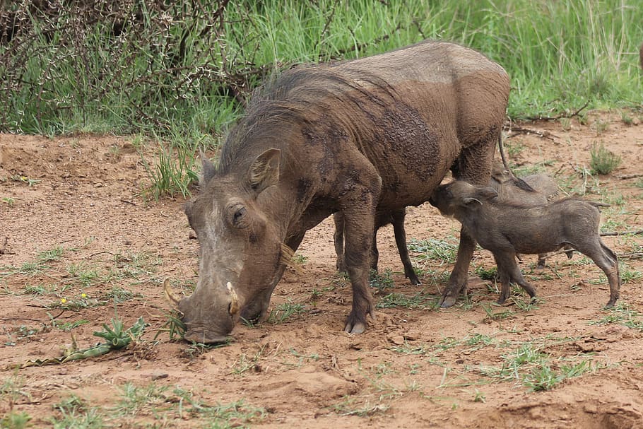 warthog, suckling, young, drinking, feeding, mother, nature, south, africa, game