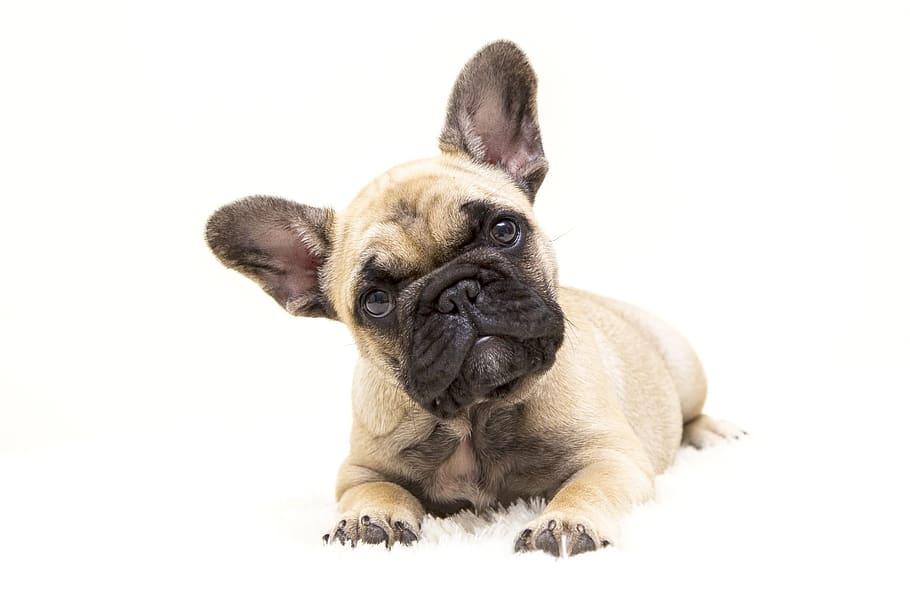 dogs, the french bulldog, dog, tough, animal, pet, cute, sweet, one animal,  animal themes | Pxfuel