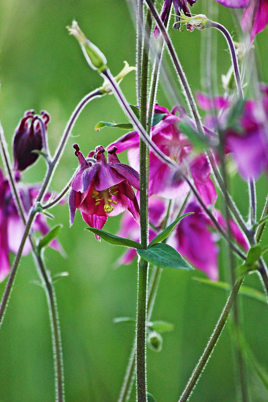 コロンバイン 紫 花 植物 自然 庭 濃い紫 夏 花の写真 成長 Pxfuel