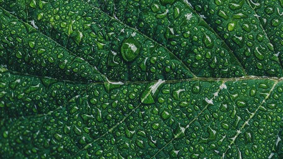 leaf, water, droplets, close up, nature, outdoors, plants, vegetation, growth, green