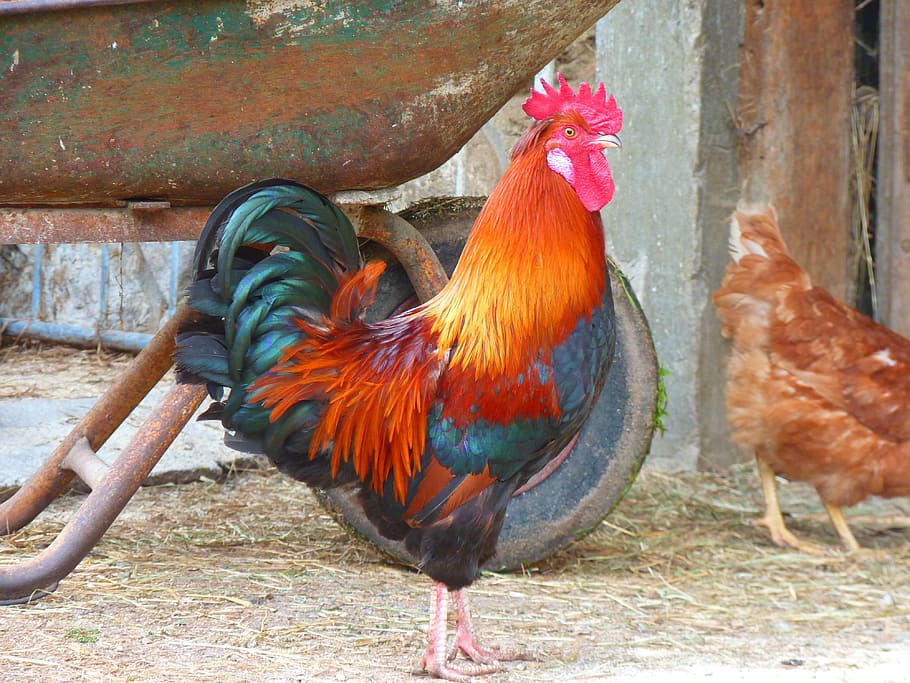 hahn, gockel, colorful, poultry, farm, chicken - bird, livestock, animal themes, chicken, bird