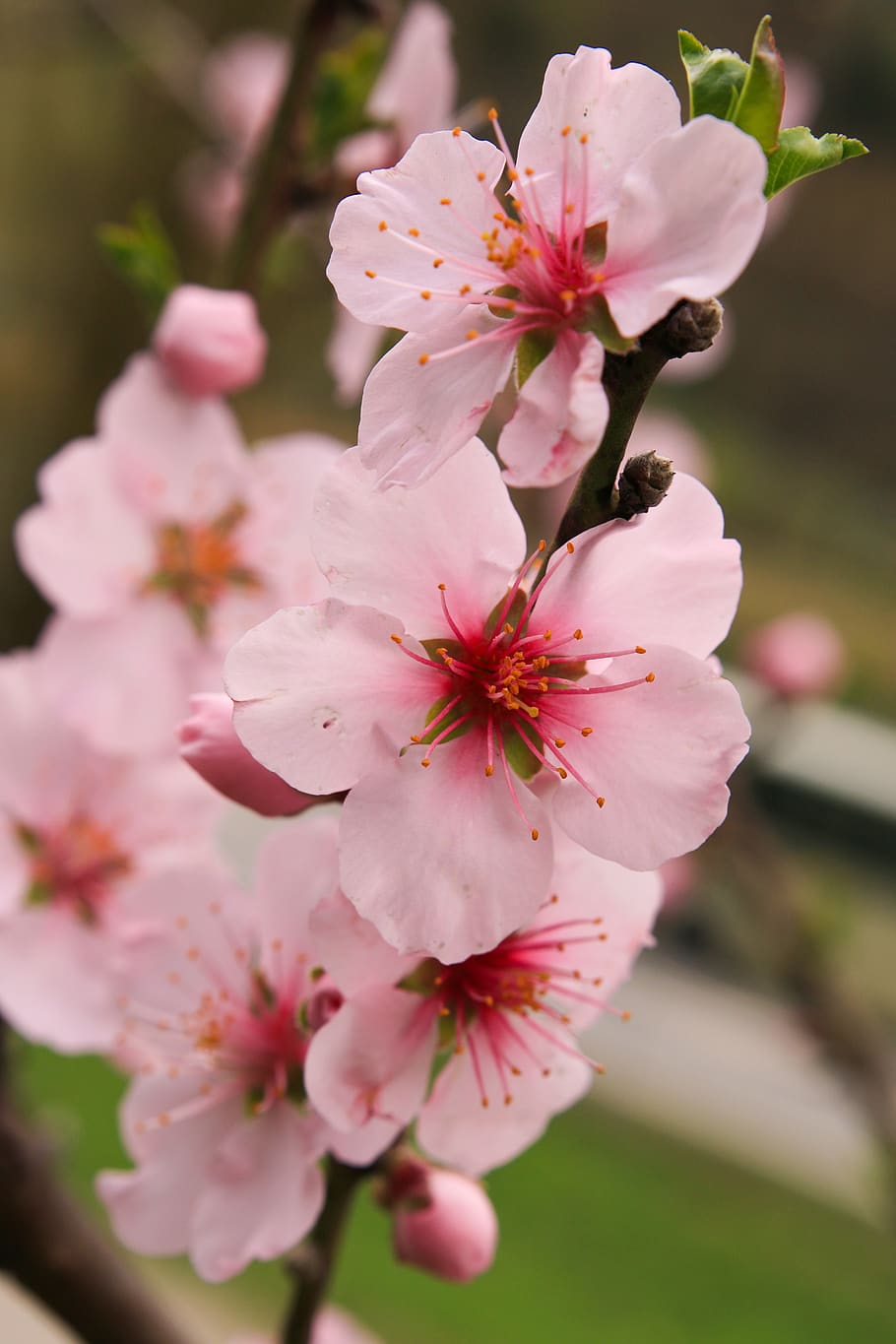 apple blossoms, flowers, pink, spring, bloom, close up, blossom, fruit tree, apple tree blossom, flowering plant