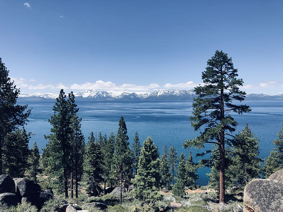 lake, lake tahoe, tahoe, nevada, tree, plant, beauty in nature, tranquility, tranquil scene, scenics - nature