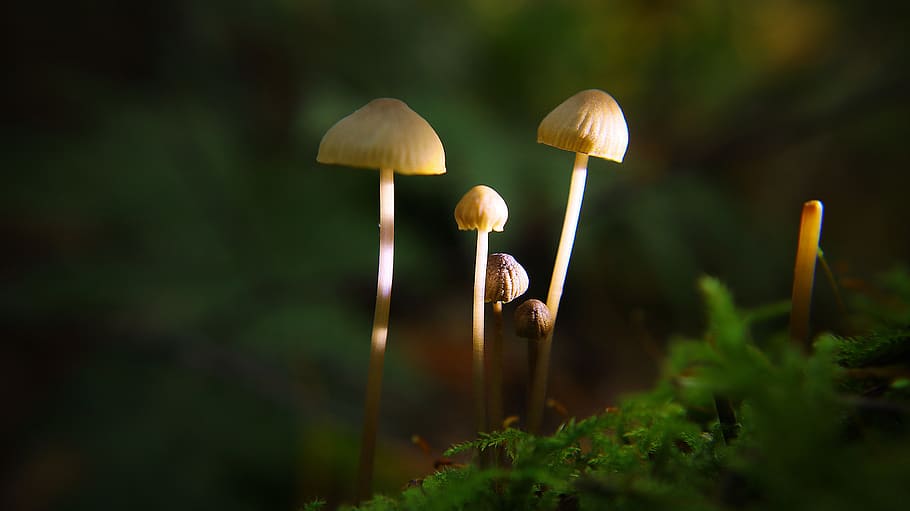 mushroom, close up, forest, autumn, nature, forest floor, moss, forest mushroom, fungal species, macro