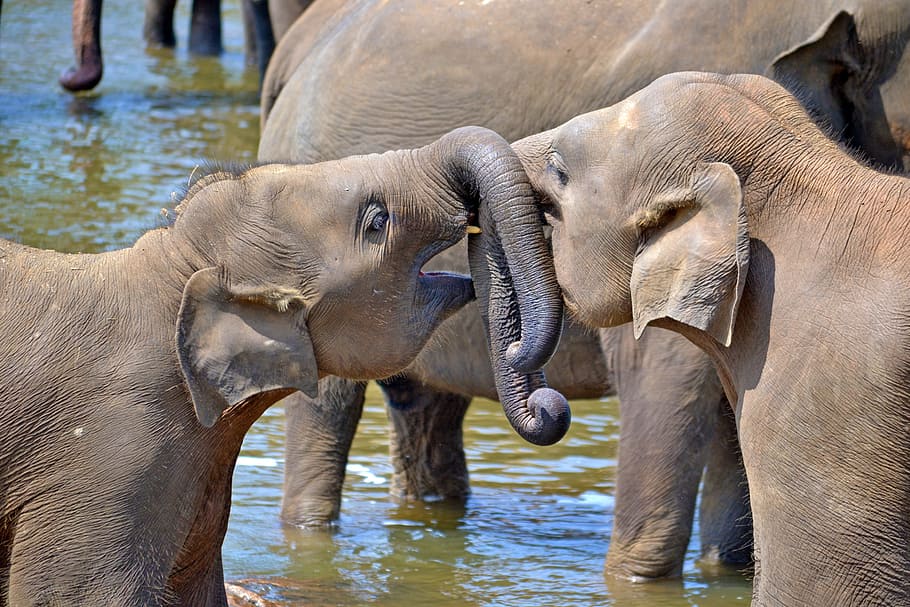 dois, cinza, elefantes, jogando, corpo, agua, marrom, elefante, durante o dia, jovens elefantes