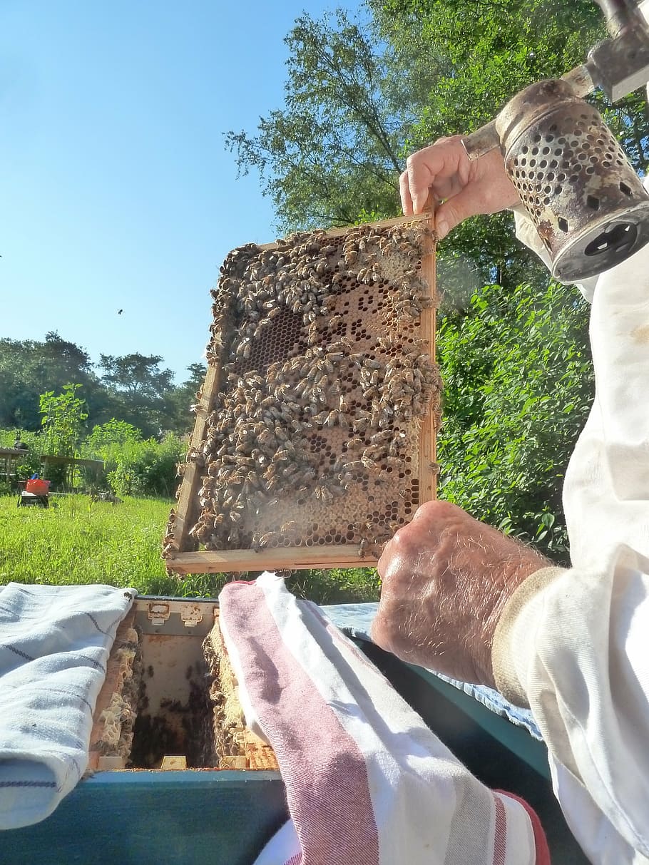 beekeeper, bees, honeycomb, apiary, real people, one person, plant, tree, day, human hand